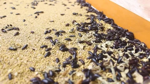 Larval cultivation Video stock 272284101