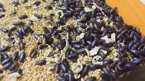 Larval cultivation Stock Footage 272284102