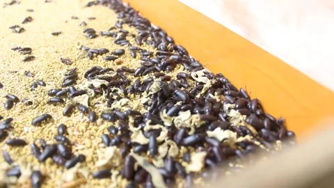 Larval cultivation Stock Footage 272284103