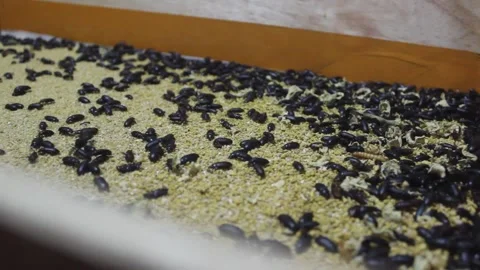 Larval cultivation Stock Footage 272284244