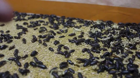 Larval cultivation Stock Footage 272284274
