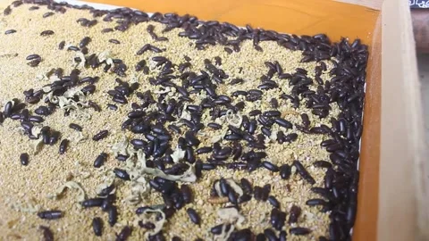 Larval cultivation Stock Footage 272284688