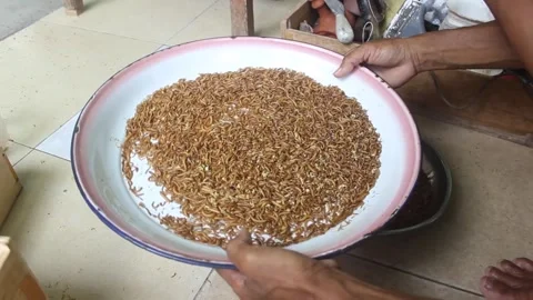 Larval cultivation Stock Footage 272284689