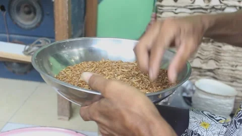 Larval cultivation Stock Footage 272284720
