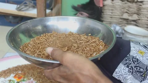 Larval cultivation Stock Footage 272284722