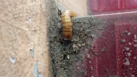 Larval Movement: A Close-Up Perspective of an Insect Larva Navigating a Gri.. Video stock 325235260
