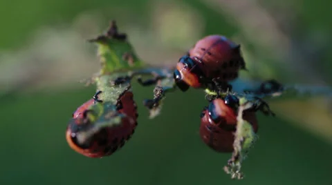 Larvas potato beetle Stock Footage 33376452