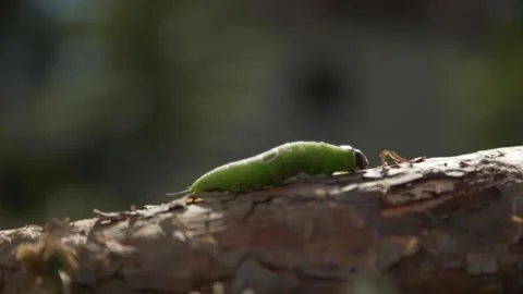 Larve of butterfly on branch Stock Footage 136918355