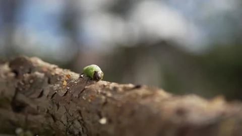 Larve of butterfly fall of the branch Stock Footage 136918535