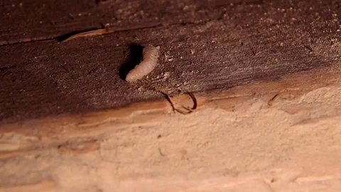 Larve of Hylotrupes bajulus Stock Footage 80388278