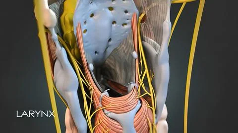 The larynx, commonly called the voice box or glottis, is the passageway for a Stock Illustration