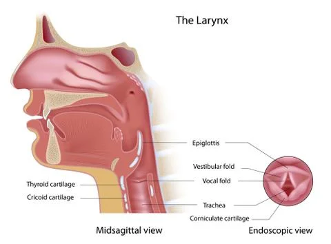 The larynx Stock Illustration