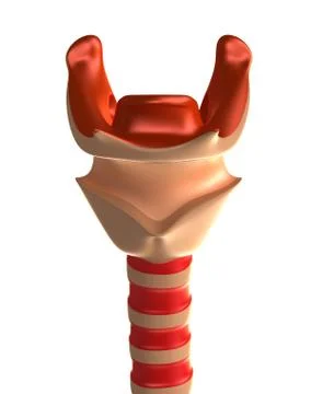Larynx with trachea. Front view, Isolated on white Illustrazione stock