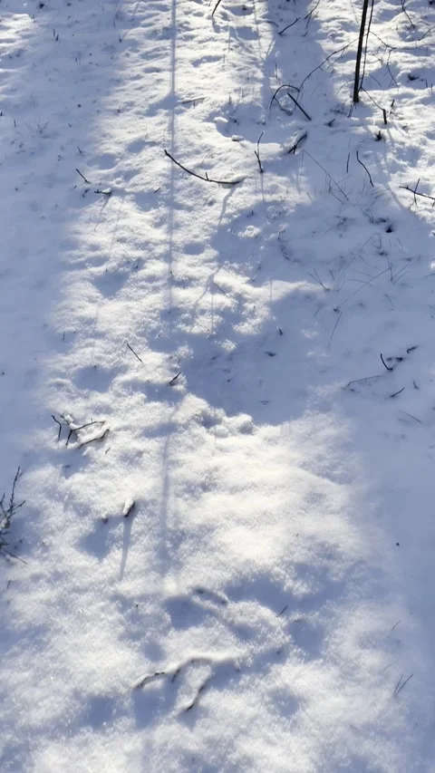 Las Video stock 325727364