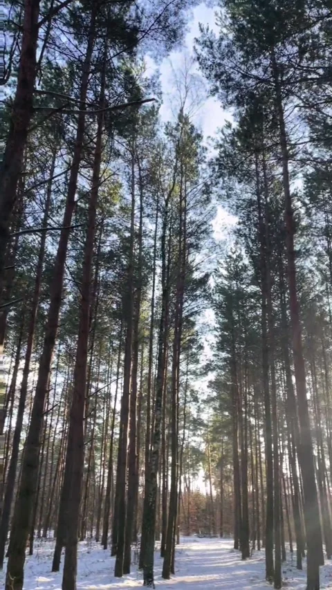 Las Video stock 325727381