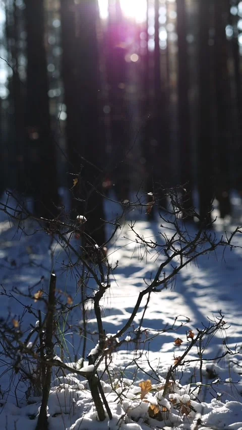 Las Video stock 325727401