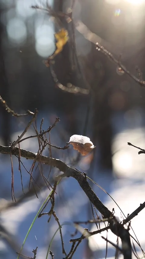 Las Video stock 325727412