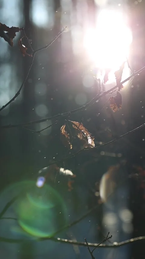 Las Video stock 325727413