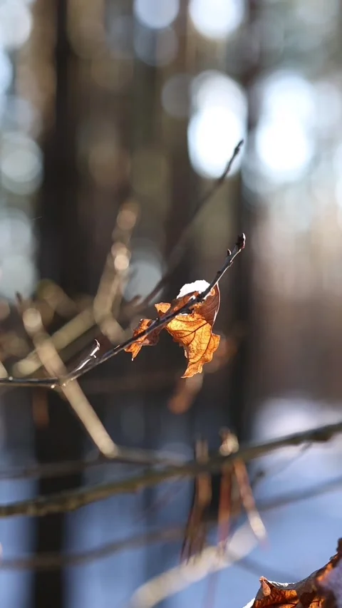 Las Video stock 325727427