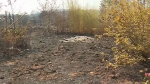 Las Medulas fire affects centuries-old chestnut trees but has not damaged its Ro Stock Footage 314662007