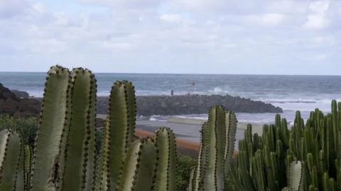 LAS PALMAS Stock Footage 256232675