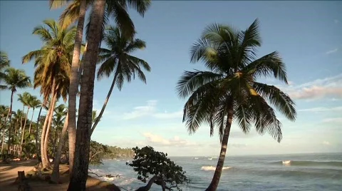 Las Terrenas Waves and Palm 3 Stockbeeldmateriaal 645613