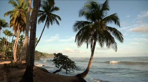 Las Terrenas Waves and Palm  库存影片 645614