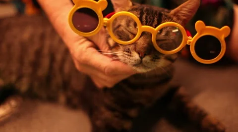 LAS VEGAS - CAT WITH GLASSES Stock Footage 40705183