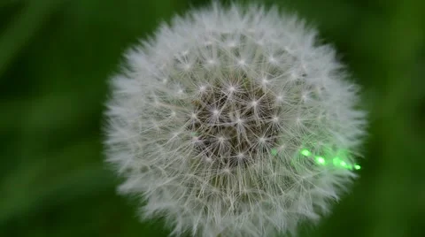 Laser beam on dandelion flower head (puffball) Stock Footage 50921455
