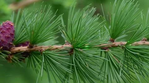 Laser beam on larch tree Stock Footage 50921461