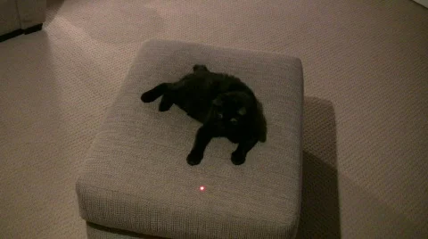 Laser cat Stock Footage 559457