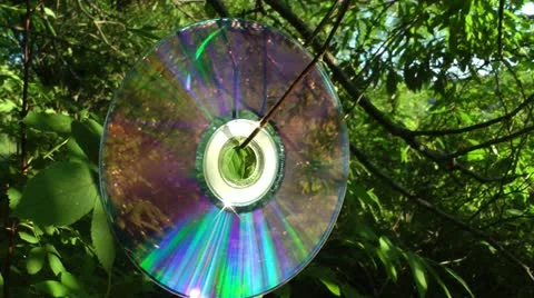 Laser disk hangs on a branch and reflects the wood from the surface Video stock 11844911