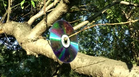 Laser disk with reflection from the surface of the wood hangs on a branch Stock Footage 11845143