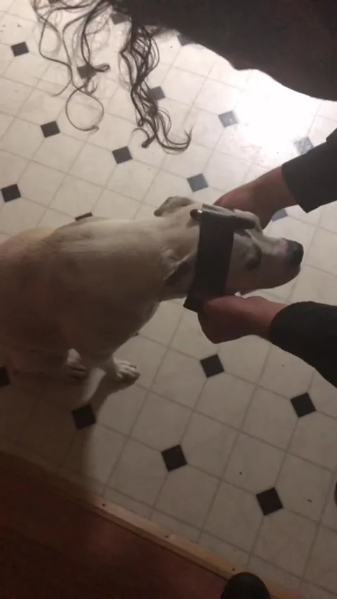 Laser Pointer Duct Taped to Dog's Head, Sevierville, Tennessee, USA - 19 Sep 202 Stock Footage 205399652