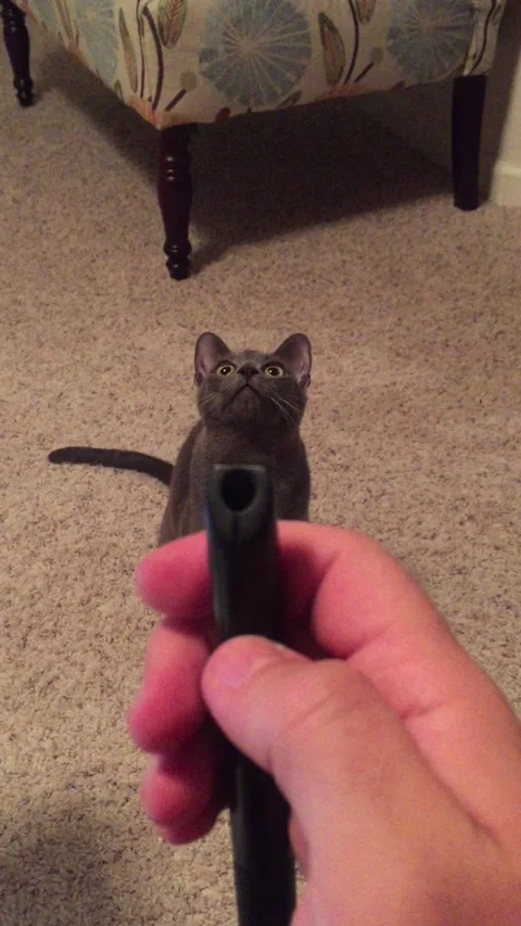 Laser Pointer Has Cat Communicating, San Diego, California, USA - 06 May 2016 Stock Footage 205195131