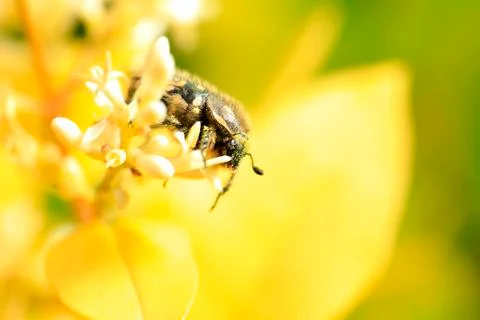 Lasiotrichius succinctus Stock Photos