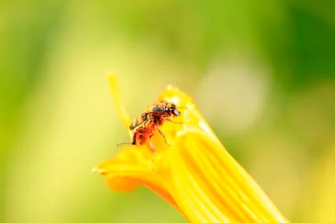Lasiotrichius succinctus Stock Photos