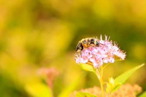 Lasiotrichius succinctus Stock Photos
