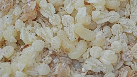 Lasius ant larva and egg. Stock Footage 306285704