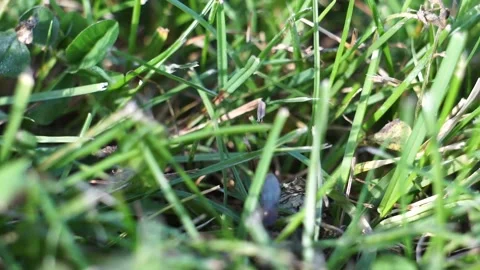 Lasius flavus yellow ant queen taking of green grass in the sunset close up Vidéo 161928107