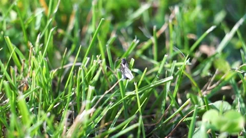 Lasius flavus yellow ant queen taking of green grass in the sunset close up Vidéo 161928133