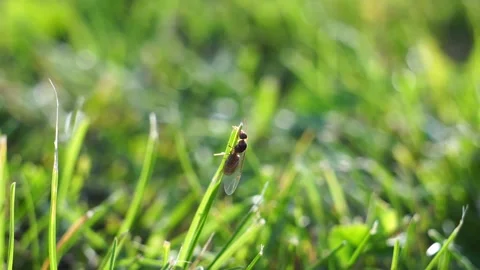 Lasius flavus yellow ant queen taking of green grass in the sunset close up Vidéo 161928161
