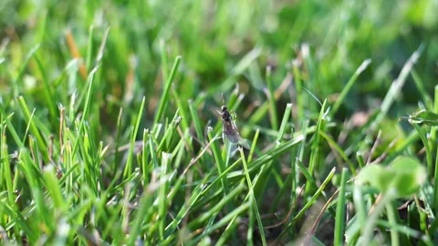 Lasius flavus yellow ant queen taking of green grass in the sunset close up Vidéo 161928729