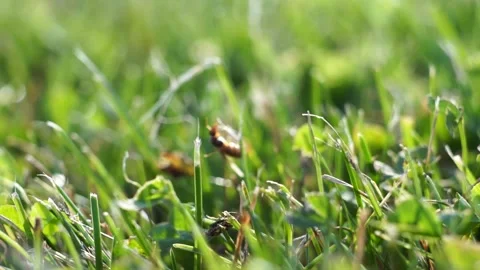 Lasius flavus yellow ant queen taking of green grass in the sunset close up Vidéo 161930002