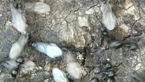 Lasius niger ants nuptial flight frenzy on wood macro Stock Footage 329897526