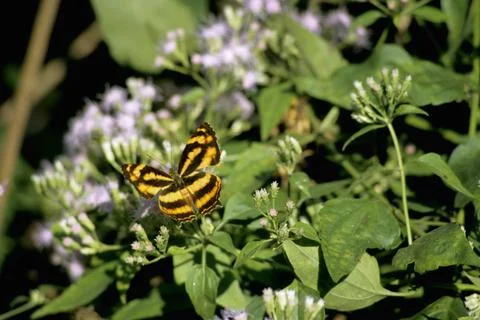 Laskar, butterfly Stock Photos