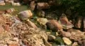 Lassen National Park 41 Sulphur Works HD Footage