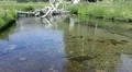 lassen volcanic national park 05 Kings Creek Meadows HD Footage