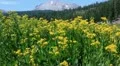 lassen volcanic national park 06 Lassen Peak and Flowers in Kings Creek Meadows HD Footage