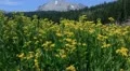 lassen volcanic national park 07 Lassen Peak and Flowers in Kings Creek Meadows HD Footage
